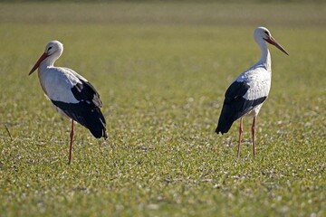 Two White storks (Ciconia ciconia) standing in a meadow, Germany, Europe