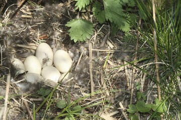 Nest and clutch of Mallard (Anas platyrhynchos) Allgäu, Bavaria, Germany, Europe