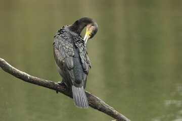 Great cormorant (Phalacrocorax carbo) sits on a branch for feather care, Allgäu, Bavaria, Germany, Europe