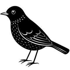 quirplethrush silhouette vector illustration 