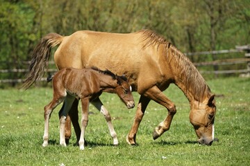 Domestic horses, brown mare with foal grazes on pasture, Germany, Europe