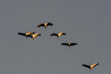 Eurasian cranes (Grus grus) in flight, Zingst, Mecklenburg-Western Pomerania, Germany, Europe