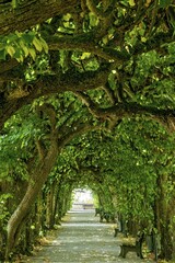 Lime tree arcade (Tilia), court garden, palace garden, Dachau Castle, Dachau, Upper Bavaria, Bavaria, Germany, Europe