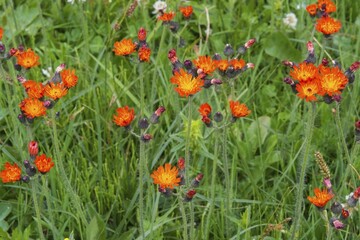 Meadow with orange wildflowers, Erigeron aurantiacus, Sary Jaz valley, Kyrgyzstan, Asia