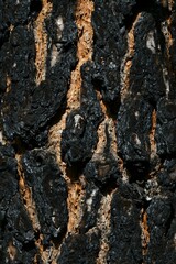 Canary Island pine (Pinus canariensis), black charred bark after forest fire, detail, Tenerife, Canary Islands, Spain, Europe