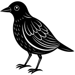 trinklebeak silhouette vector illustration 