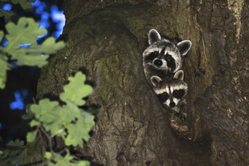 Two Raccoons (Procyon lotor), fawn with young animal, looking out of an oak tree cave, Hesse, Germany, Europe
