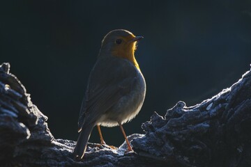 European robin (Erithacus rubecula) sits on a tree stump, backlit, Emsland, Lower Saxony, Germany, Europe