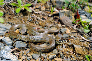 Green (western ) whip snake // Gelbgrüne Zornnatter (Hierophis viridiflavus) - Sicily, Italia