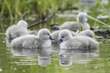 Mute swan chicks (Cygnus olor) swimming on the water, Hesse, Germany, Europe