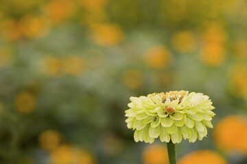 Yellow flower, Asteraceae, horticultural show Buga 2005, Munich, Bavaria, Germany, Europe