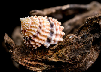 Tectarius Coronatus Shell on Driftwood black background