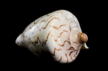 Cymbiola Nobilis Seashell on black background