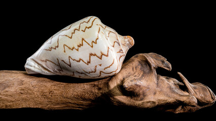 Noble Volute Shell on driftwood Black background