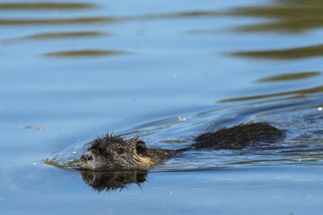 Nutria (Myocastor coypus) swimming in the water, Mörfelden-Waldorf, Hesse, Germany, Europe