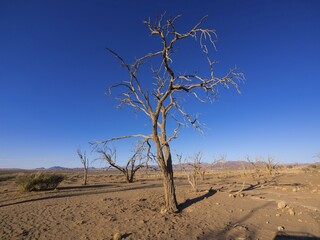 Dried out camel thorn tree (Acacia erioloba) in Kulala Wilderness Reserve on the edge of the Namib...