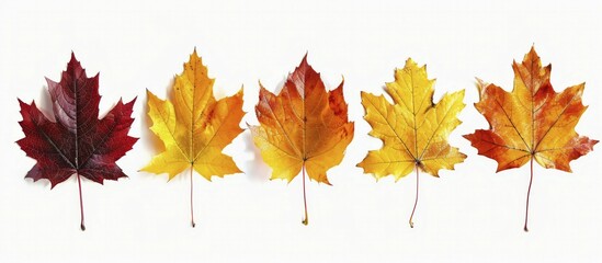 Five maple leaves ranging in color from red to yellow aligned in a single row on a white background, AI generated