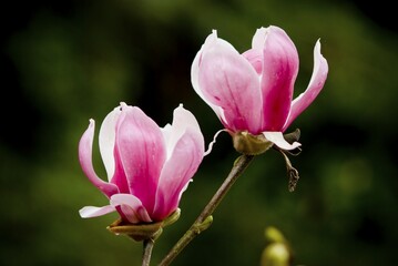 Obraz premium Two pink Magnolia flowers
