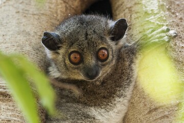 Weasel sportive lemur (Lepilemur mustelinus), Berenty, Madagascar, Africa