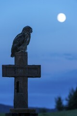 Eurasian eagle-owl (Bubo bubo), captive, sitting on cross, moon, Vulkaneifel, Germany, Europe