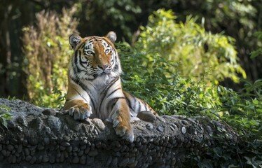 Siberian tiger (Panthera tigris altaica), captive, Bavaria, Germany, Europe