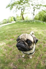 Fototapeta premium Portrait of a young pug in the park, fisheye shot