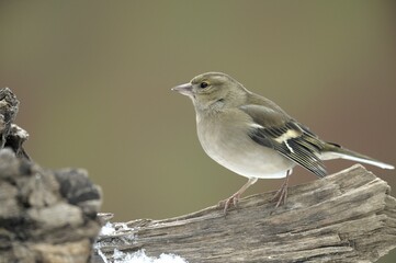 Female Chaffinch (Fringilla coelebs)