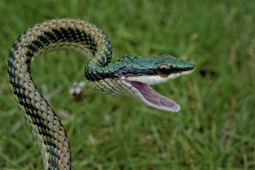 Mexican parrot snake, (leptophis mexicanus), Corozal District, Belize, Central America