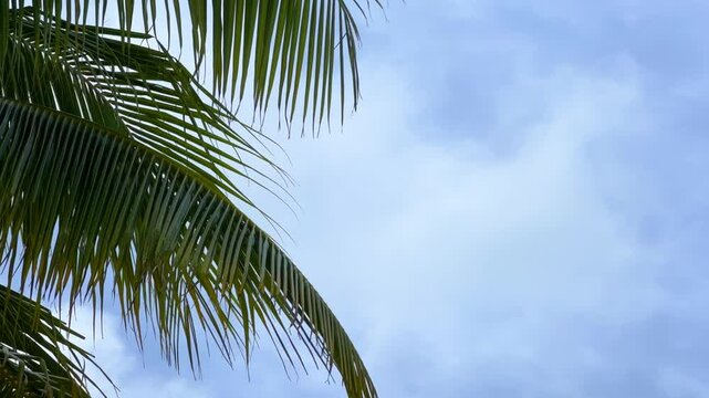 A sprawling coconut palm on the ocean shore. A green palm tree in cloudy weather and strong winds. A view of palm trees against the sky with branches swaying in the wind. Cuba. 4K	