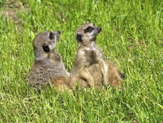 Meerkat (Suricata suricatta), captive, Germany, Europe