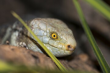 Solomon Island skink (Corucia zebrata alfred schmidti), captive, portrait, Germany, Europe