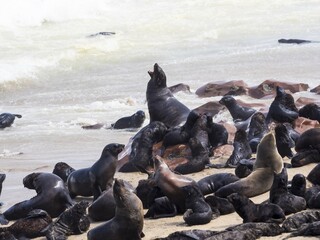 South African fur seals (Arctocephalus pusillus), eared seals (Otariidae), colony at the beach, Cape Cross, Namibia, Africa