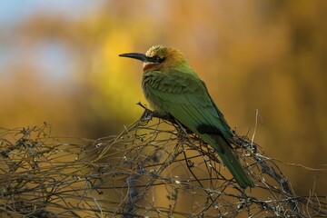 White-fronted bee-eater (Merops bullockoides) on dry bush, Chobe National Park, Botswana, Africa