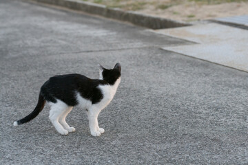 歩き回る可愛い野良猫