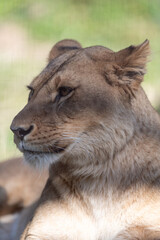 見つめる雌のライオン