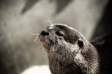 可愛いカワウソ