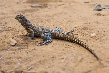 Iguanid Lizard, Collared Iguana, or Madagascan Collared Iguana (Opulurus cuvieri), Kirindy, Madagascar, Africa