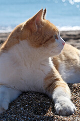 Cute ginger cat lying on the beach with sea in the background. Red cat on the beach by the sea in a sunny day. Portrait of a cat.