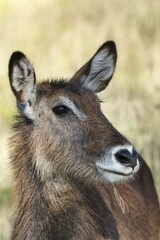 Defassa waterbuck (Kobus ellipsiprymnus defassa), female, portrait, Lake Nakuru National Park,...
