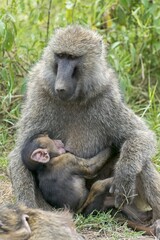 Anubis or olive baboon (Papio anubis) suckling young, Lake Nakuru National Park, Kenya, Africa