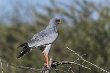 Dark Chanting Goshawk (Melierax metabates) sitting on dry branch, Waterberg, Otjozondjupa Region, Namibia, Africa