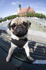 A young pug posing on a park bench in front of the Fountain of Friendship between Peoples in front...