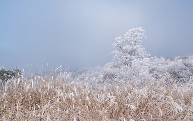 美しい霧氷の森