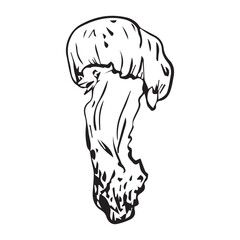 Flat illustration Polish mushroom, hand drawn in graphic style. Mushroom for design. Vector illustration