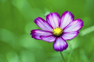 Garden Cosmos or Mexican Aster (Cosmos bipinnatus), Germany, Europe