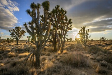 Joshua Trees (Yucca brevifolia) at sunset, Mojave desert, desert landscape, Mojave National...