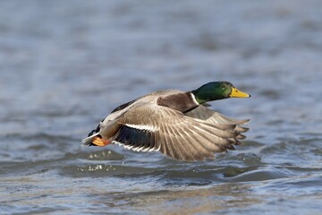 Obraz premium Mallard (Anas platyrhynchos), in flight above water surface, Hesse, Germany, Europe