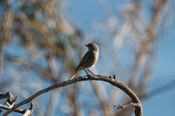 Black Redstart, Phoenicurus ochruros, single bird on branch with a blue background