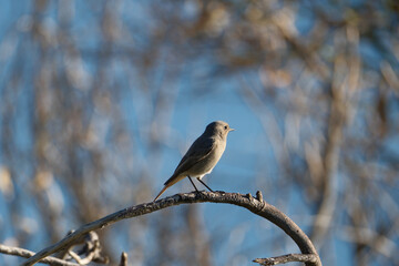 Black Redstart, Phoenicurus ochruros, single bird on branch with a blue background