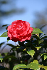 厳冬に凛と咲く